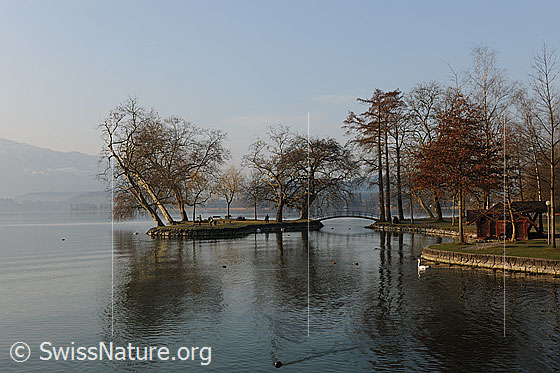 Foto: Insel im Zugersee mit Bäumen und Spiegelbild.