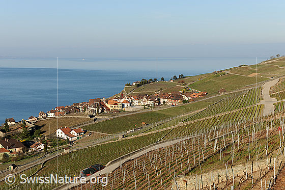 Foto: La Cote bei Chexbres. 
Ausblick über die Rebberge auf den Genfersee.