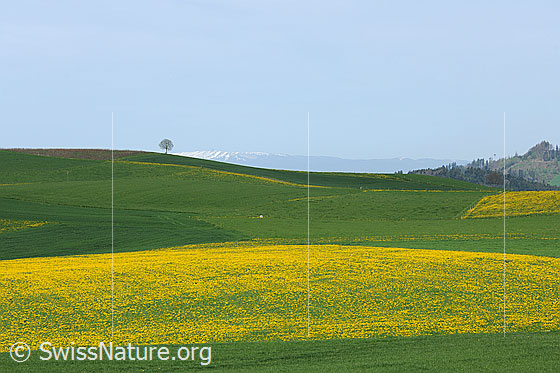Foto: Liebliche Hügellandschaft mit blühendem Löwenzahn.