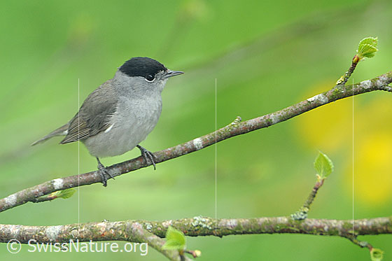 Mönchsgrasmücke (Sylvia atricapilla). Männchen