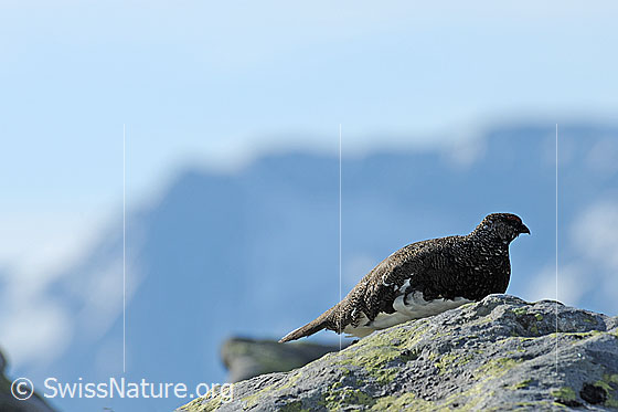 Foto: Alpenschneehuhn auf Felsblock sitzend.
Lat.: Lagopus mutus 
Familie: Hühnervögel