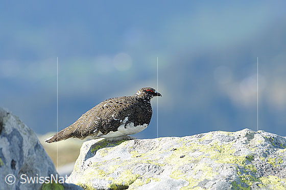 Foto: Schneehuhn auf Felsblock sitzend. Der Wechsel vom weissen Wintergefieder auf das Sommerkleid ist schon bald vollzogen. Der Vogel ist auch auf dem Felsblock gut getarnt.

Alpenschneehuhn
Lat.: Lagopus mutus 
Familie: Hühnervögel