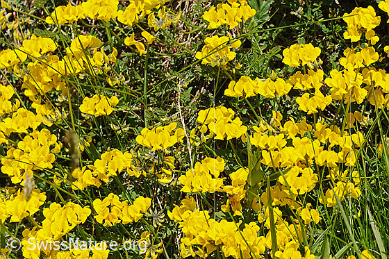 Foto: Flora im Saflischtal.