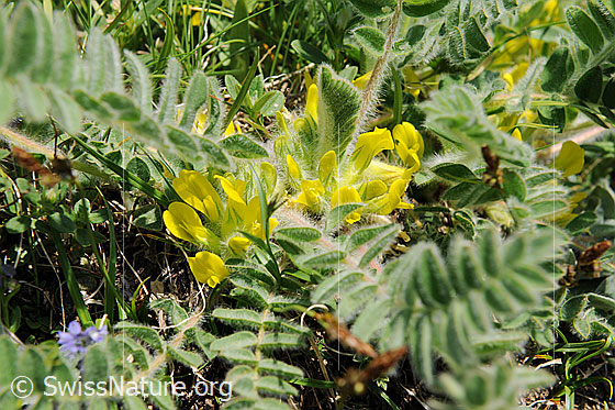 Stängelloser Tragant (Astragalus exscapus)
