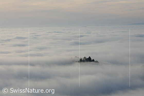 Foto: Tannenspitzen ragen als kleine Insel aus Nebelmeer.
