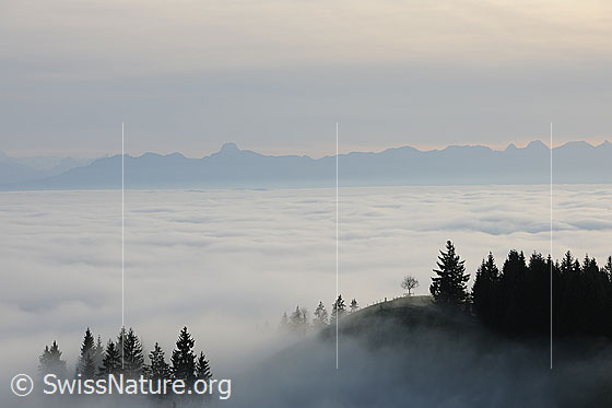 Foto: Nebelmeer mit Hügel an der Nebelgrenze.