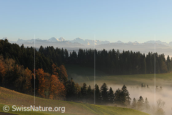 Foto: Wälder an der Nebelgrenze mit Alpenkette im Hintergrund. Nebelschwaden ziehen in die herbstliche Landschaft.