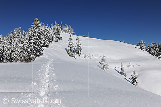 Foto: Spur in Winterlandschaft mit Tannenwald. 
Eine Schneeschuhspur verläuft über die kompakte Schneedecke dem Waldrand entlang. Die Tannen sind frisch verschneit.