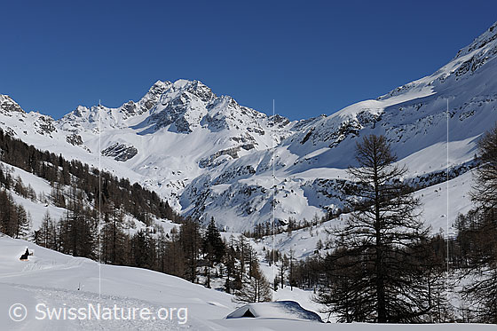 Foto: Markantes Ofenhorn im Winter. Der Winterwanderweg führt durch eine noch unberührte Schneedecke und vorbei an eingeschneiten Alphütten in Richtung Ofenhorn.
