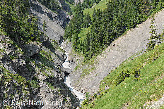 Foto: Steile Hänge und Schlucht mit reissendem Bergbach und Lawinenresten.