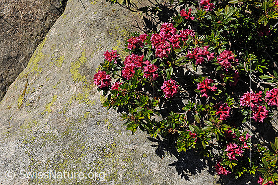 Foto: Alpenrosen neben Felsblock.

Rostblättrige Alpenrose
Lat.: Rhododendron ferrugineum
Familie: Ericaceae