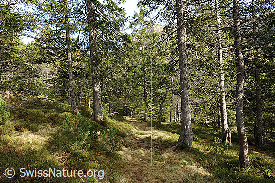 Foto: Waldlandschaft.
Ein Bergweg führt durch den lichten Wald.