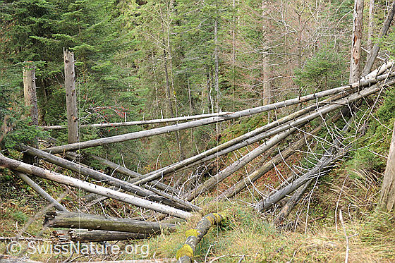 Foto: Fallholz
