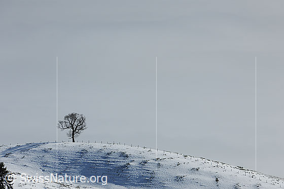 Foto: Baum auf verschneitem Hügel einer Alpweide. Dahinter ein Nebelmeer.