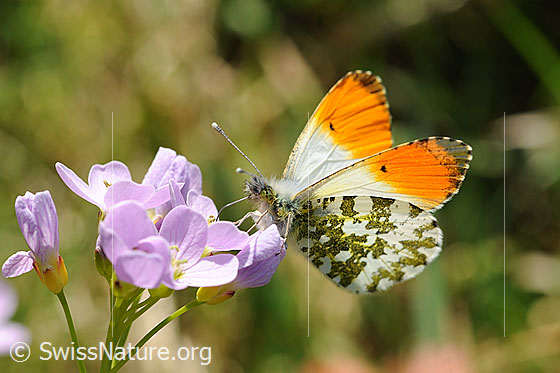 Foto: Aurorafalter (Anthocharis cardamines) an Blüten des Wiesen-Schaumkrauts (Cardamine pratensis). Männchen.