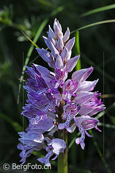 Photo: Orchis militaris. Inflorescence.
Lat.: Orchis militaris
Family: Orchidaceae
Subfamily: Orchidoideae
Genus: Orchis