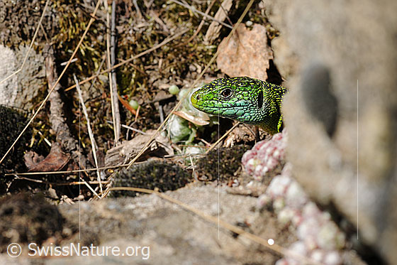 Foto: Smaragdeidechse (Lacerta bilineata) welche denKopf aus ihrem Unterschlup streckt.