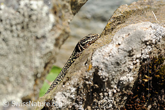 Photo: Podarcis muralis on rock. View from the side