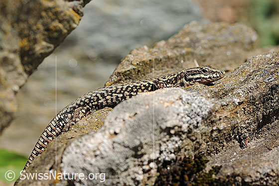 Mauereidechse (Podarcis muralis) auf Felsblock