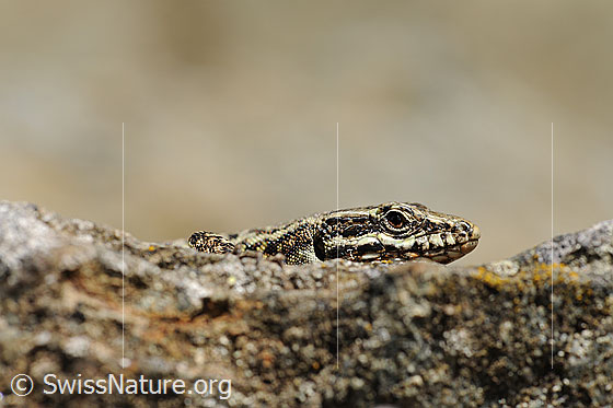 Foto: Mauereidechse (Podarcis muralis). Kopf einer Mauereidechse, welche über die Kante eines Felsblocks schaut.