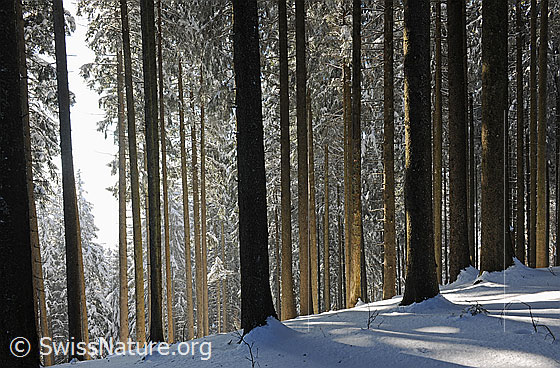 Foto: Gegenlicht im leicht verschneiten Tannenwald.