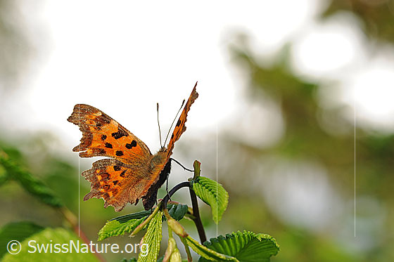 Foto: C-Falter (Polygonia c-album). Auf Blattstiel sitzend. Flügel halb geöffnet. Ansicht von schräg hinten.