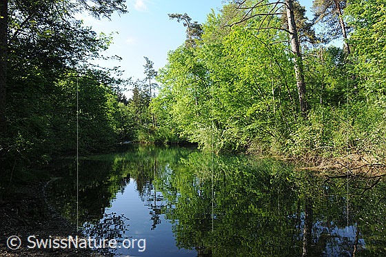 Foto: Spiegelung in Tümpel in der Belper Au.
