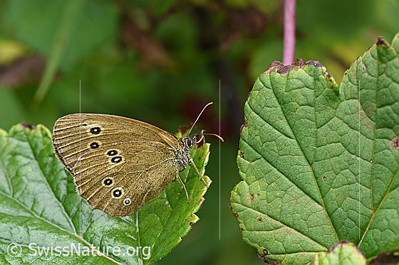 Foto: Brauner Waldvogel (Aphantopus hyperantus). Auf Blatt sitzend. Flügel geschlossen. Ansicht von schräg vorne.