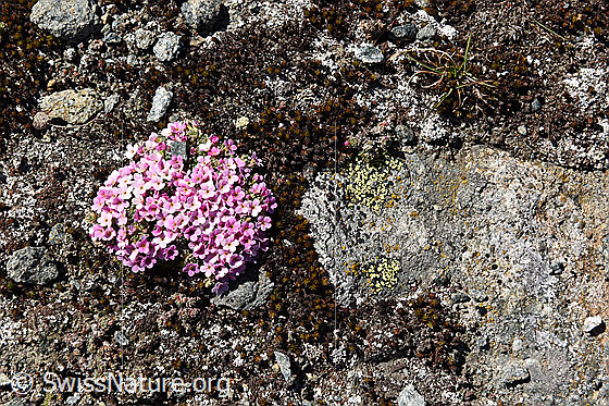 Foto: Rundes Polster vom Alpen-Mannsschild.
Umgebung: Höhe ca. 3400m ü.M.
Lat.: Androsace alpina
Familie: Primulaceae (Schlüsselblumengewächse)
Gattung: Androsace (Mannsschild)