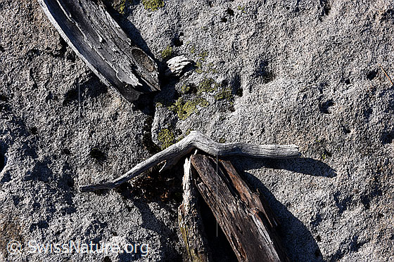 Foto: Holzstücke auf strukturierter Felsplatte.