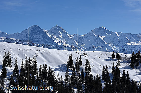 Foto: Eiger, Mönch und Jungfrau (Verschneit).