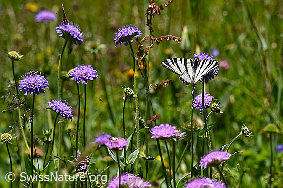 Foto: Segelfalter (Iphiclides podalirius) in Blumenwiese mit zahlreichen Feld-Witwenblumen (Knautia arvensis).
Umgebung: Blumenwiese, ca. 1530m ü.M.

Segelfalter (Schmetterling)
Lat.: Iphiclides podalirius
Familie: Papilionidae (Ritterfalter)
Verhalten: Der Segelfalter verpflegte sich an div. Blüten der Feld-Witwenblume (Knautia arvensis) mit Nektar.

Feld-Witwenblume (Blume)
Lat.: Knautia arvensis
Familie: Caprifoliaceae (Geissblattgewächse)
Unterfamilie: Dipsacaceae (Kardengewächse)