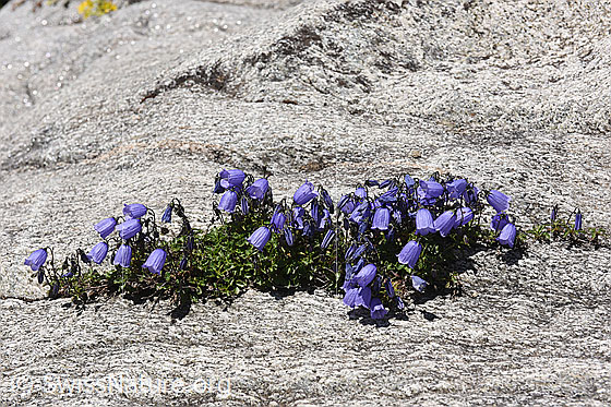 Foto: Niedliche Glockenblumen auf Fels. Die blauen Blüten in der hellen Felspartie sind ein schöner Anblick und lassen uns genauer hinsehen. Ersaunlich, dass die Blumen in diesem kleinen Riss im Fels gedeihen können.
Umgebung: Naturlandschaft,  ca. 2300m ü.M.
Lat.: Campanula cochleariifolia
Familie: Campanulaceae (Glockenblumengewächse)
