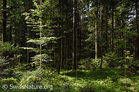 Foto: Sonnenschein im Wald.