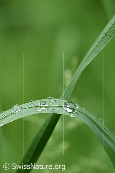Foto: Wassertropfen auf Grashalm.