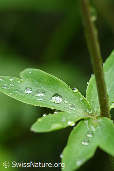 Foto: Wassertropfen auf Blatt