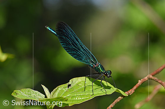 Blauflügel-Prachtlibelle (Calopteryx virgo)