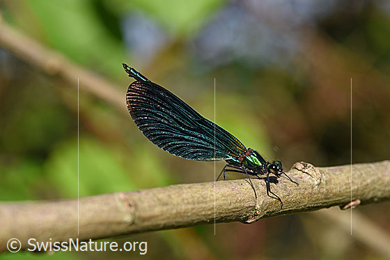 Foto: Blauflügel-Prachtlibelle (Calopteryx virgo)
Umgebung: Auenlandschaft
Lat.: Calopteryx virgo
Familie: Calopterygidae (Prachtlibellen)
Gattung: Calopteryx