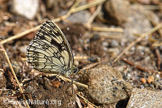Foto: Schachbrett (Melanargia galathea) mit gefalteten Flügeln. Wird auch Schachbrettfalter genannt.
Umgebung: Naturnaher Boden neben Wildblumenwiese. 1530m ü.M.
Lat.: Melanargia galathea
Familie: Satyrinae (Augenfalter)
Unterfamilie: Satyrinae (Augenfalter)