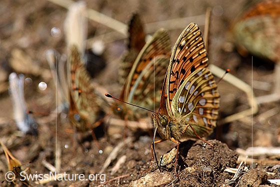 Foto: Grosser Perlmutterfalter, Flügel gefaltet.
Lat.: Argynnis aglaja
Familie: Nymphalidae (Edelfalter)
Unterfamilie: Heliconiinae (Passionsblumenfalter)