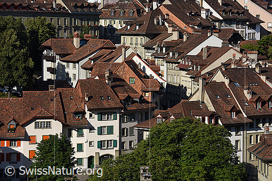 Foto: Blick auf die Dächer der Altstadt von Bern.