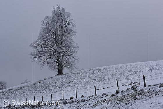 Foto: Leicht verschneite Linde im Nebel.