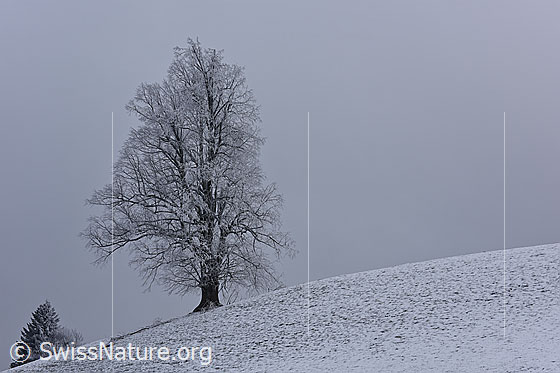 Foto: Leicht verschneite Linde im Nebel.