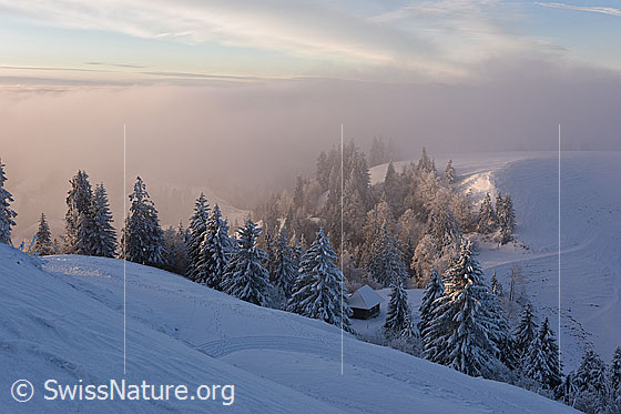 Foto: Abendstimmung mit Stall in Winterlandschaft.