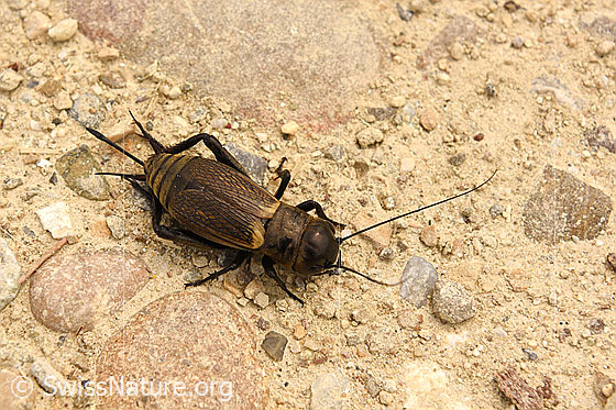 Feldgrille (Gryllus campestris)