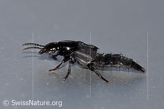 Hornissenkäfer (Velleius dilatatus)