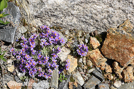 Foto: Alpen-Leinkraut (Linaria alpina). Ganze Pflanze (Habitus).