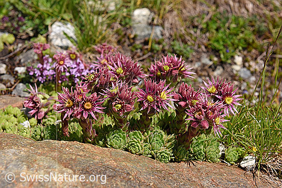 Foto: Berg-Hauswurz
Lat.: Sempervivum montanum
Familie: Crassulaceae (Dickblattgewächse)
Gattung: Sempervivum (Hauswurzen)