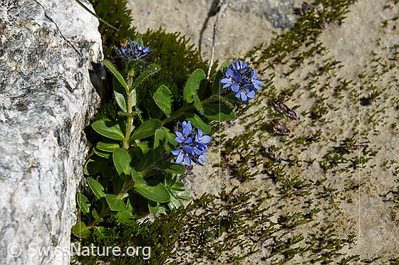 Foto: Alpen-Ehrenpreis (Veronica alpina). Ganze Pflanze.