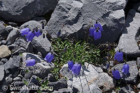 Foto: Niedliche Glockenblume. Blühend.
Umgebung: Gletschervorfeld, ca. 2000m ü.M.
Lat.: Campanula cochleariifolia
Familie: Campanulacea (Glockenblumengewächse)